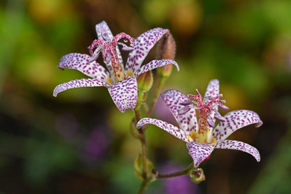 Tricyrtis hirta (Paddenlelie)