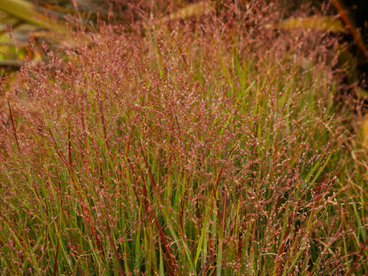 Panicum virgatum 'Shenandoah' (Vingergras)