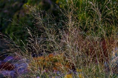 Molinia arundinacea 'Transparent' (Pijpestrootje)