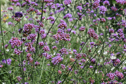 Verbena bonariensis (IJzerhard)