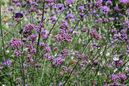 Verbena bonariensis (IJzerhard)