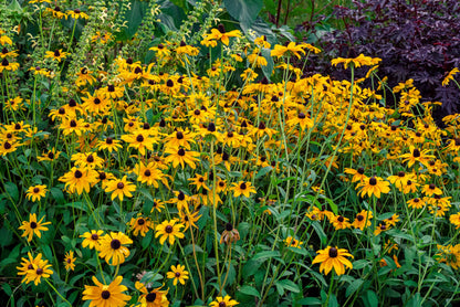 Rudbeckia fulgida 'Goldsturm' (Zonnehoed)