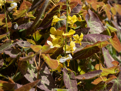 Epimedium perralc. 'Frohnleiten' (Elfenbloem)