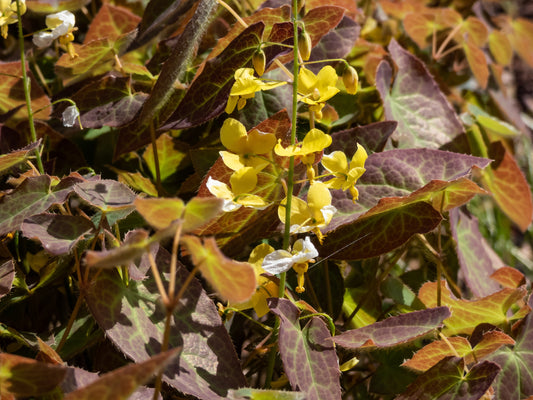 Epimedium perralc. 'Frohnleiten' (Elfenbloem)