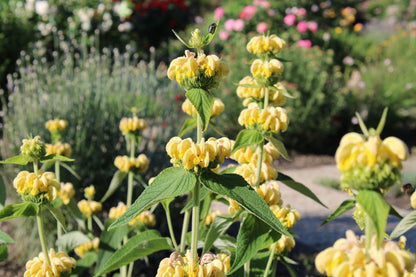 Phlomis russeliana (Brandkruid)