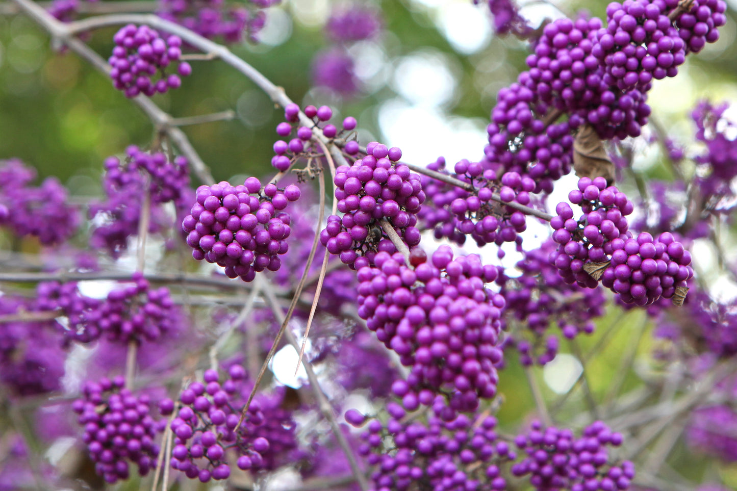 Callicarpa bodinieri 'Profusion' (Schoonvrucht)