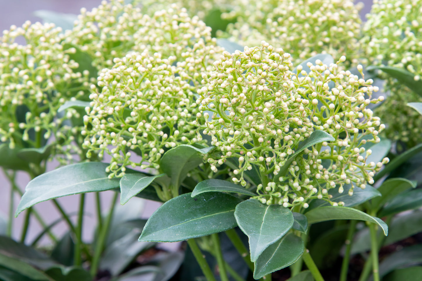 Skimmia japonica 'White Dwarf'