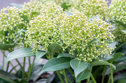 Skimmia japonica 'White Dwarf'