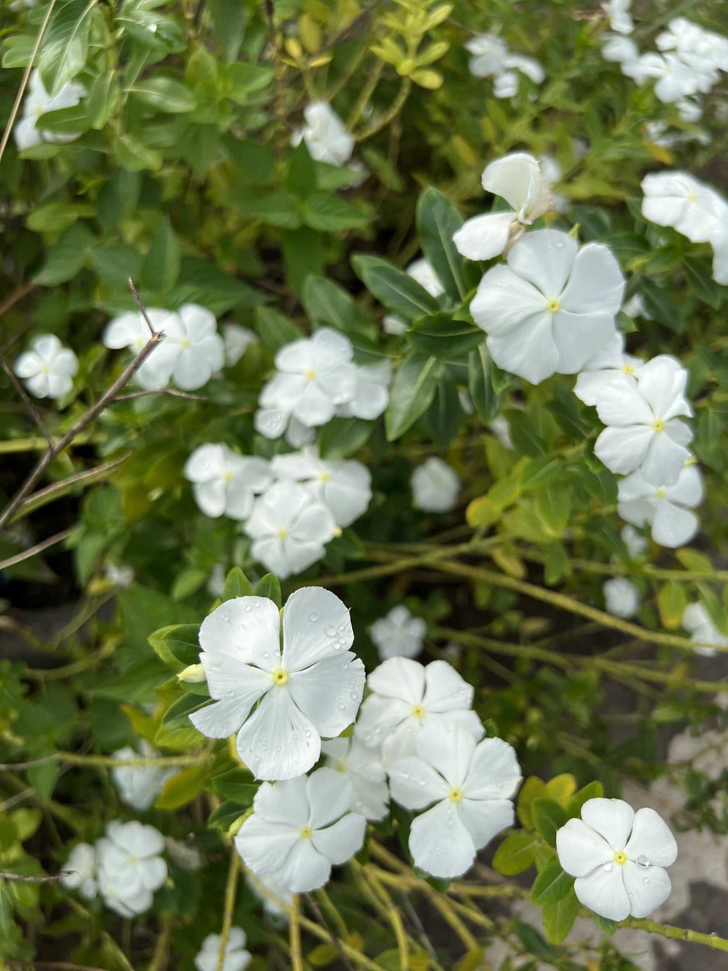 Vinca minor 'Alba' (Maagdenpalm)