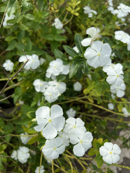 Vinca minor 'Alba' (Maagdenpalm)