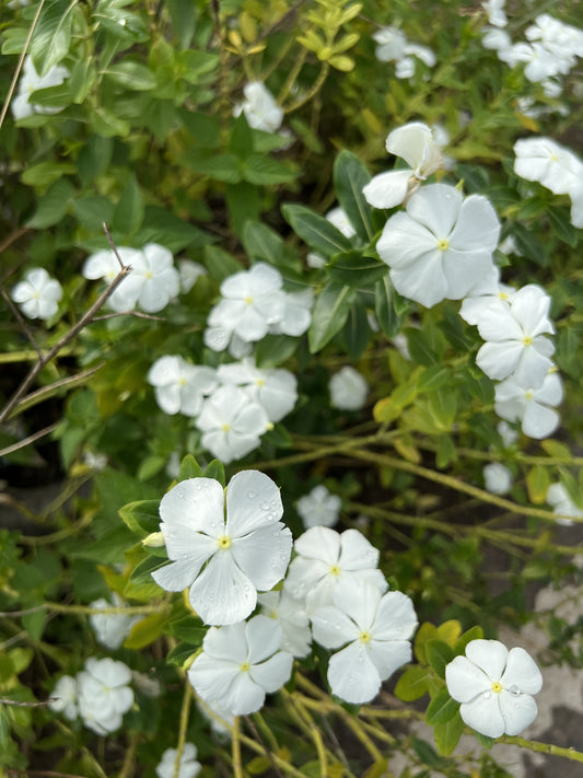 Vinca minor 'Alba' (Maagdenpalm)