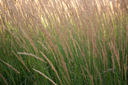 Calamagrostis acutiflora 'Overdam' (Struisriet)