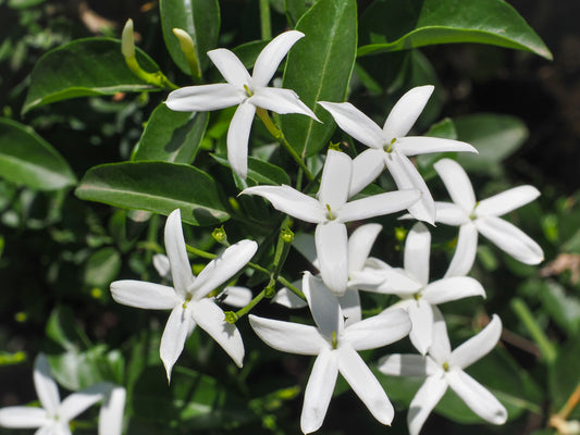 Jasminum officinale (Gewone Jasmijn)