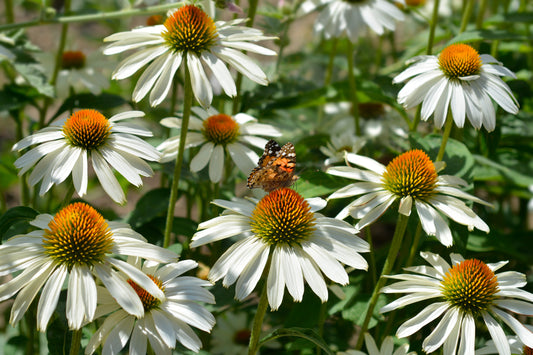 Echinacea purpurea 'Alba' (Witte Zonnehoed)