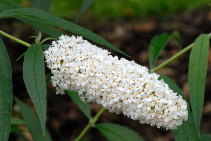 Buddleja davidii 'White Profusion' (Vlinderstruik)