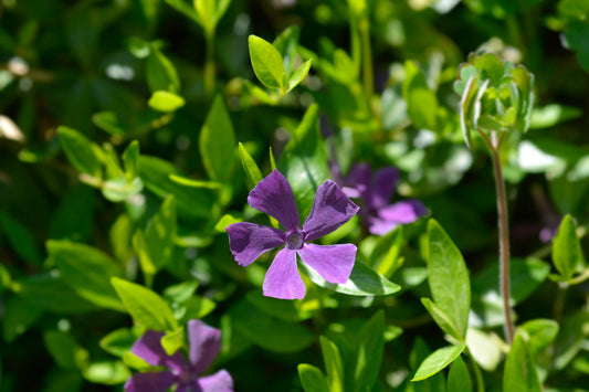 Vinca minor 'Atropurpurea' (Kleine maagdenpalm)