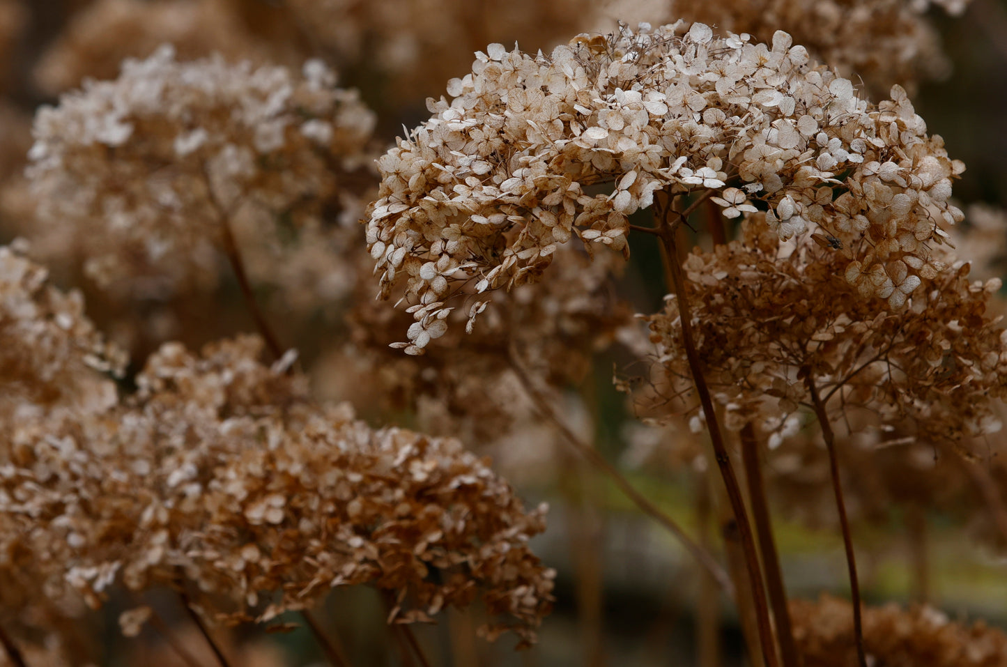 Hydrangea arborescens 'Annabelle' (Hortensia)
