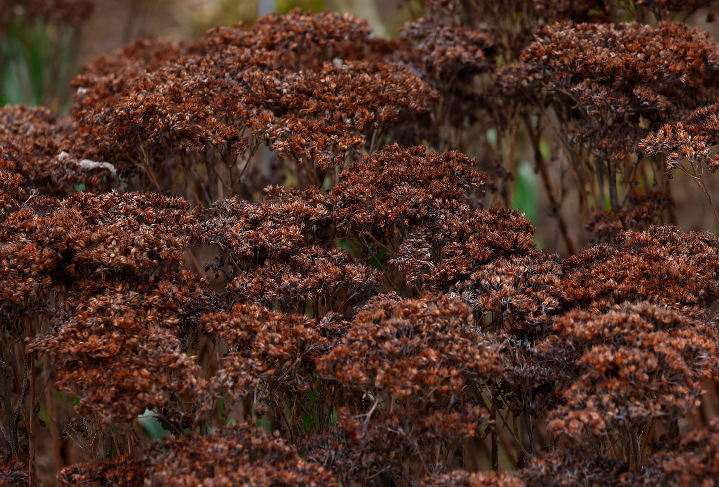 Sedum 'Herbstfreude' (Hemelsleutel)