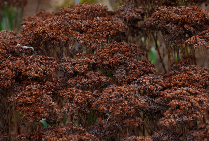 Sedum 'Herbstfreude' (Hemelsleutel)