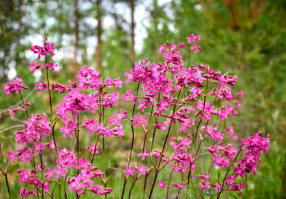 Silene dioica (Dagkoekoeksbloem)