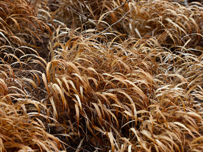 Hakonechloa macra (Japans bosgras)