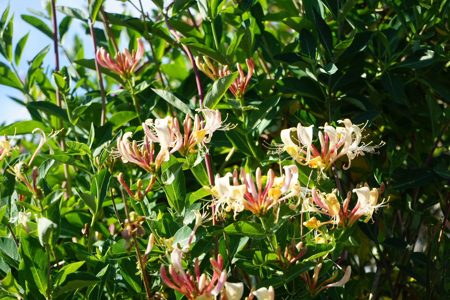 Lonicera periclymenum (Wilde Kamperfoelie)