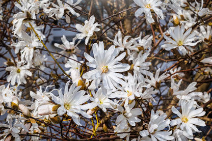 Magnolia stellata (Stermagnolia)
