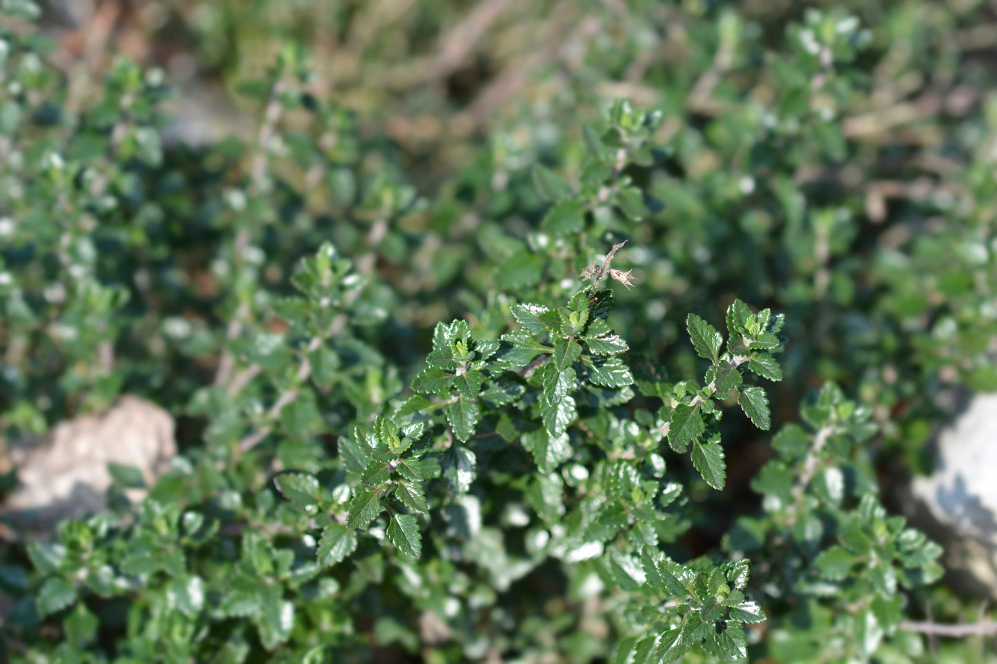 Teucrium lucidrys (Gamander)
