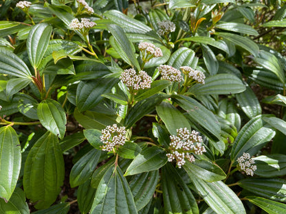 Viburnum davidii (Groenblijvende Sneeuwbal)