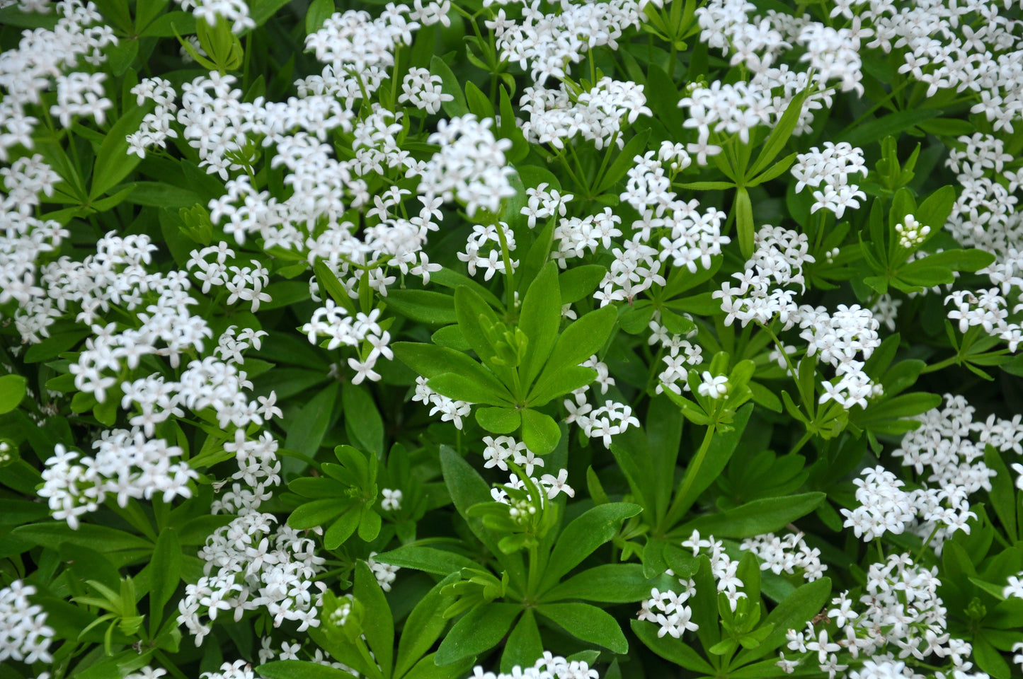 Galium odoratum (Lievevrouwebedstro)