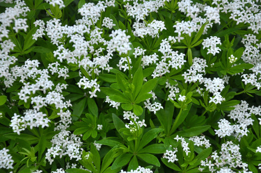 Galium odoratum (Lievevrouwebedstro)