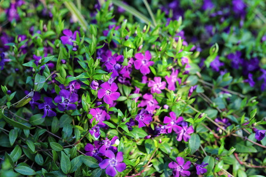 Vinca minor 'Atropurpurea' (Kleine maagdenpalm)
