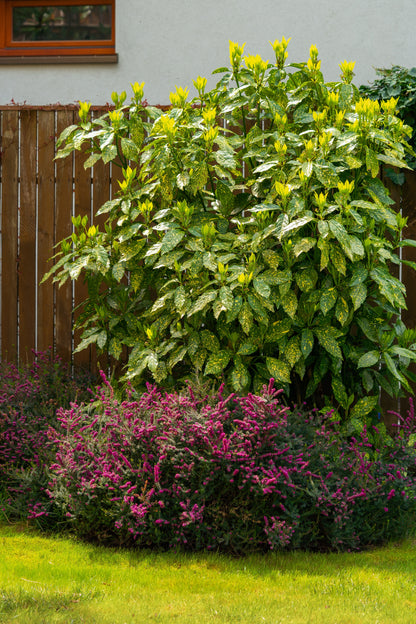 Aucuba japonica