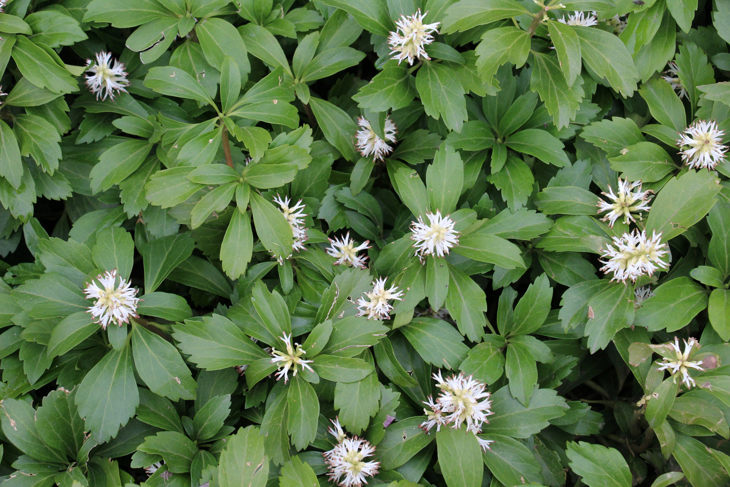 Pachysandra terminalis (Schaduwkruid)