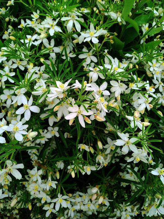 Choisya 'White Dazzler' (Mexicaanse Oranjebloesem)