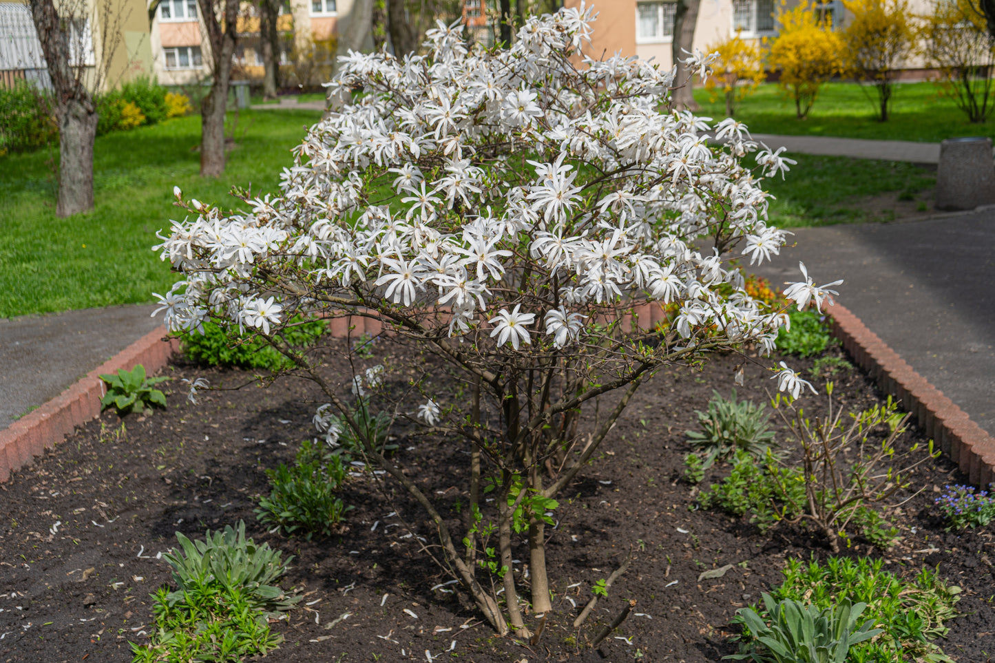 Magnolia stellata (Stermagnolia)