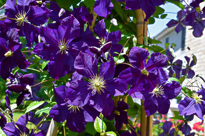 Clematis 'Jackmanii' (Bosrank)
