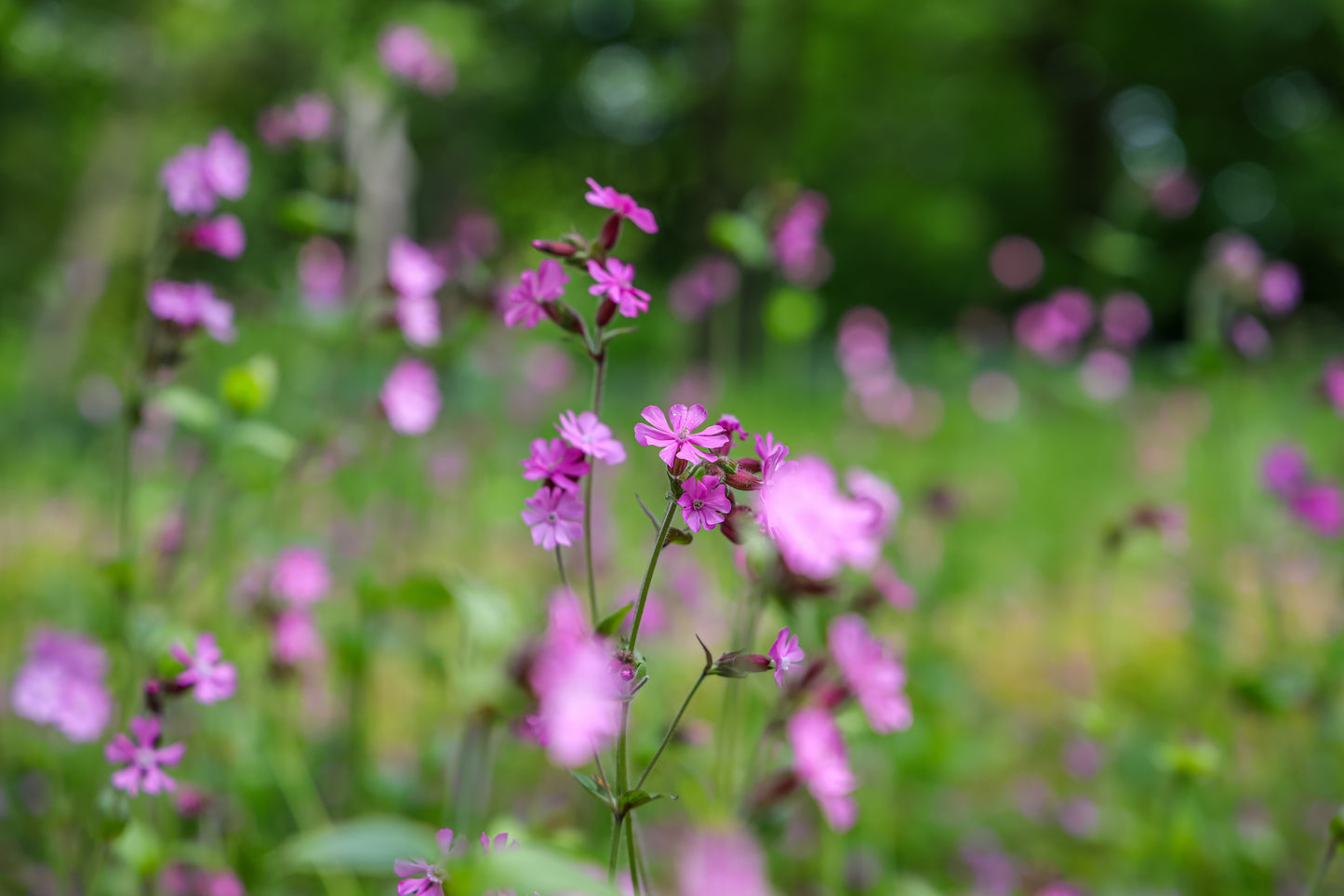 Silene dioica (Dagkoekoeksbloem)