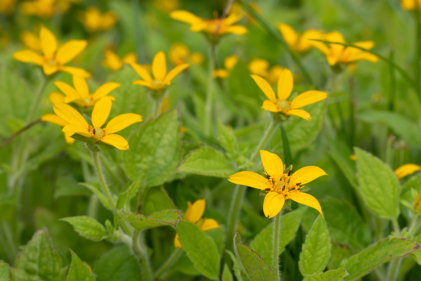 Chrysogonum virginianum (Goudster)