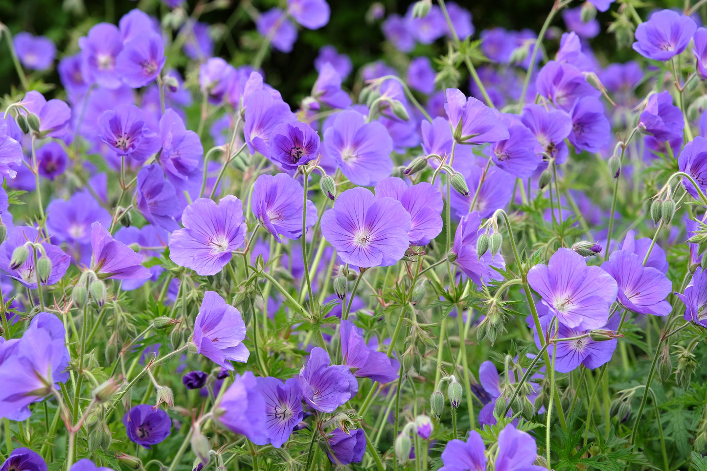 Geranium 'Orion' (Ooievaarsbek)