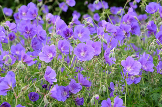 Geranium 'Orion' (Ooievaarsbek)