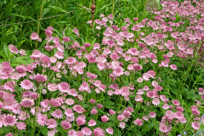 Astrantia major 'Roma' (Zeeuws knoopje)