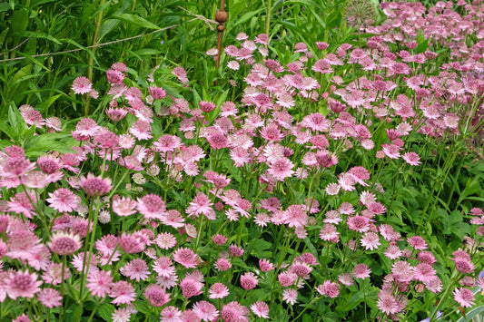 Astrantia major 'Roma' (Zeeuws knoopje)