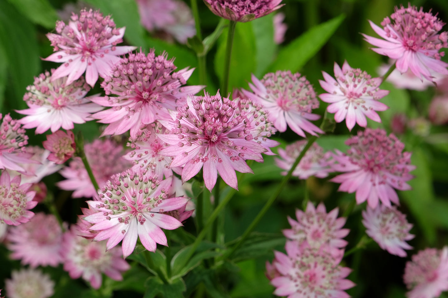 Astrantia major 'Roma' (Zeeuws knoopje)