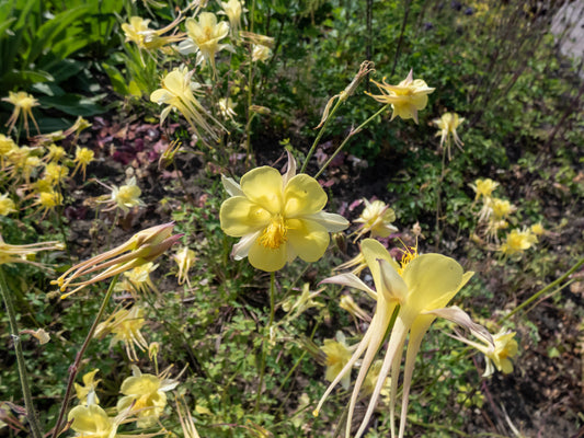 Aquilegia chrysantha 'Yellow Queen' (Gele Akelei)