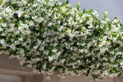 Jasminum officinale (Gewone Jasmijn)