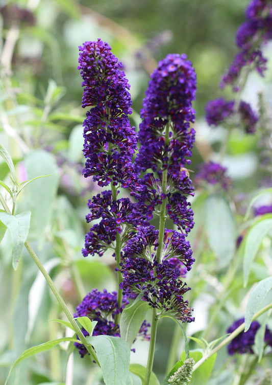 Buddleja davidii 'Black Knight' (Donkerpaarse Vlinderstruik)