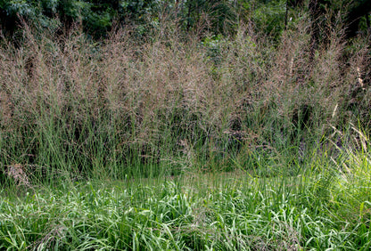 Molinia arundinacea 'Transparent' (Pijpestrootje)