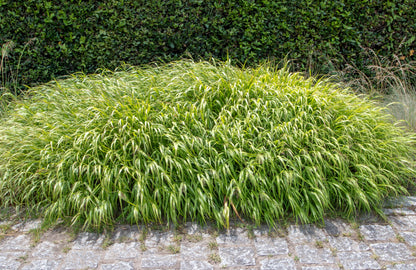 Hakonechloa macra (Japans bosgras)