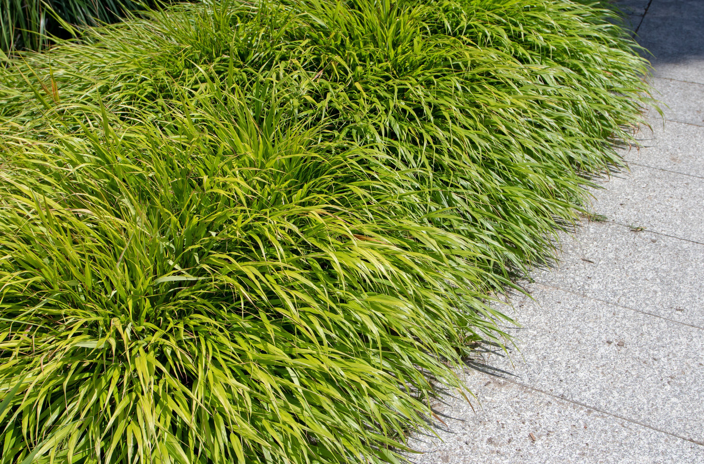 Hakonechloa macra (Japans bosgras)